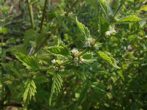 فراسیون آبی (پای گرگ)