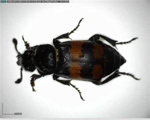 Silphidae Nicrophorus