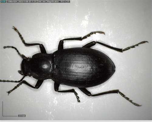 Euboeus gorganicus