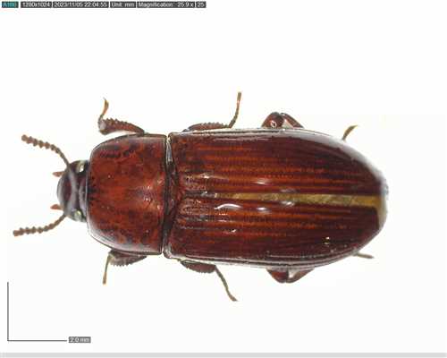 Uloma culinaris
