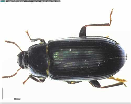 Metaclisa viridis 