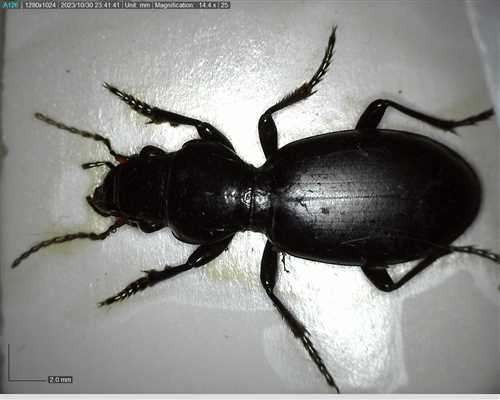 carabidae broscus 