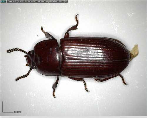 Uloma culinaris