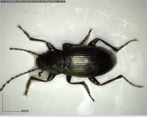 Nalassus lineatus 